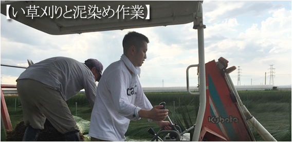 い草刈りと泥染め作業